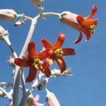 Cotyledon undulata Blüten