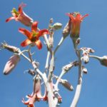 Cotyledon undulata Blüten