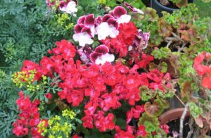 Pelargonien im Garten