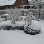 Buchsbaumhecke im Schnee