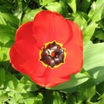 Tulpe im Bärlauchbeet