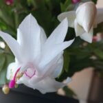 Schlumbergera weiße Blüte